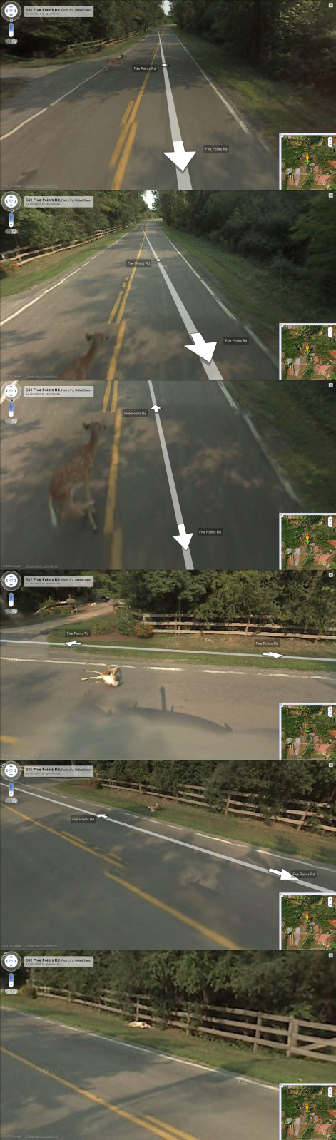El carro de Google Maps arroya un venadito
